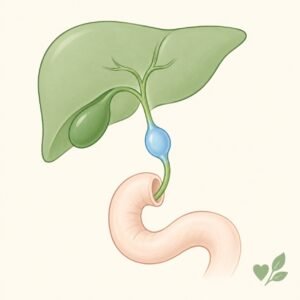 Illustration of a liver and swollen bile duct for a choledochal cyst article